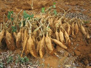 Kudzu արմատ